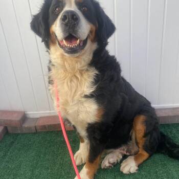 Margie -  Bernese Mountain Dog Dog for Adoption in Plainfield, Illinois - Margie | PetCurious