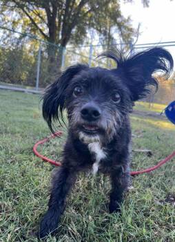 Rescue Yorkshire Terrier and Mixed Breed Dogs for Adoption in Yaphank, New York - Jake | PetCurious