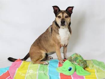 KIYA -  Siberian Husky and Mixed Breed Dog for Adoption in Omaha, Nebraska - KIYA | PetCurious