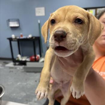 Sequoia -  Mixed Breed Dog for Adoption in Saint Joseph, Missouri - Sequoia | PetCurious