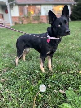Rescue German Shepherd Dog Dogs for Adoption in ROUGH READY, California - Pepper | PetCurious