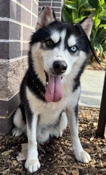 Rescue Mixed Breed Dogs for Adoption in Chamblee, Georgia - Astronaut- IN FOSTER | PetCurious