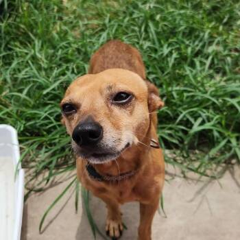 Gibson- STRAY -  Chihuahua and Mixed Breed Dog for Adoption in Houston, Texas - Gibson- STRAY | PetCurious