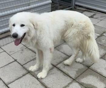 Great Pyrenees Dogs Available for Adoption in Spring, Texas - Paxton | PetCurious