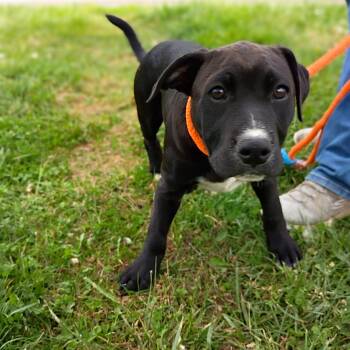Retriever and Staffordshire Bull Terrier Dogs Available for Adoption in Maynardville, Tennessee - Pumpkin | PetCurious