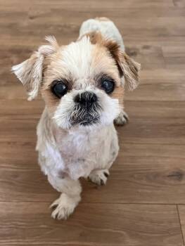 Rescue Shih Tzu Dogs for Adoption in El Cajon, California - Timothy | PetCurious