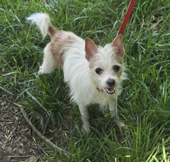 Eli - Courtesy Post -  Terrier Dog for Adoption in Parkville, Missouri - Eli - Courtesy Post | PetCurious