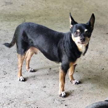Rockstar -  Chihuahua Dog for Adoption in Normal, Illinois - Rockstar | PetCurious