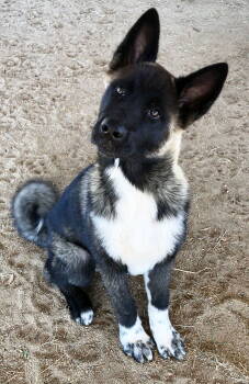 Rescue Akita Dogs for Adoption in Romoland, California - Micah - PUPPY | PetCurious