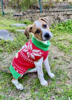 Labrador Retriever and Weimaraner Dogs Available for Adoption - Speckles | PetCurious