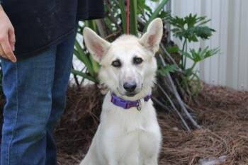 Fig -  German Shepherd Dog and Mixed Breed Dog for Adoption in Brunswick, Georgia - Fig | PetCurious