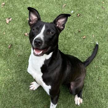 Jack Russell Terrier and Terrier Dogs Available for Adoption - Jerry  | PetCurious