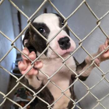 Pit Bull Terrier Dogs Available for Adoption in Aurora, Missouri - AURO-Cinder | PetCurious