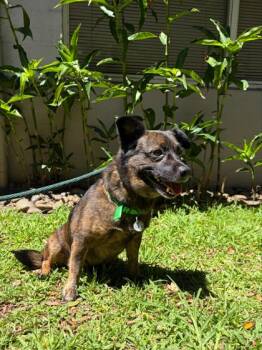 CocoNut -  Chihuahua and Mixed Breed Dog for Adoption in Honolulu, Hawaii - CocoNut | PetCurious