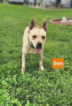 Ben -  Terrier and Mixed Breed Dog for Adoption in Clinton, Missouri - Ben | PetCurious