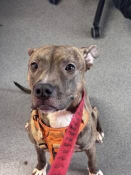 Mixed Breed Dogs Available for Adoption in West Chester, Pennsylvania - Sheba | PetCurious