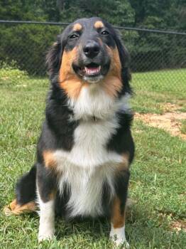 1174 Stormy -  Australian Shepherd Dog for Adoption in Ringwood, Illinois - 1174 Stormy | PetCurious