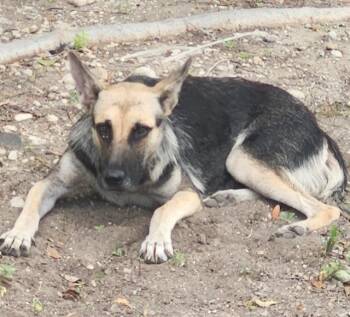 DAISY -  German Shepherd Dog Dog for Adoption in San Antonio, Texas - DAISY | PetCurious