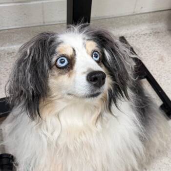 Savannah -  Australian Shepherd Dog for Adoption in Murray, Utah - Savannah | PetCurious
