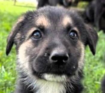Ann Bronte -  German Shepherd Dog and Great Pyrenees Dog for Adoption in Paris, Kentucky - Ann Bronte | PetCurious