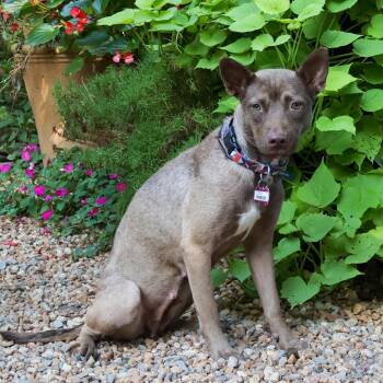 Frances -  Pit Bull Terrier Dog for Adoption in Wake Forest, North Carolina - Frances | PetCurious