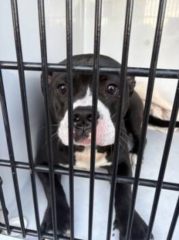 Rescue Fox Terrier and Mixed Breed Dogs for Adoption in Atlanta, Georgia - Muzzo | PetCurious