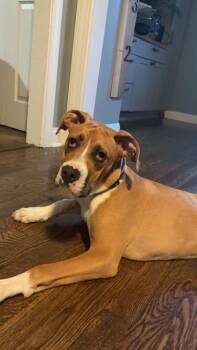 Wally -  Boxer and American Bully Dog Available for Adoption in Glocester, Rhode Island - Wally | PetCurious
