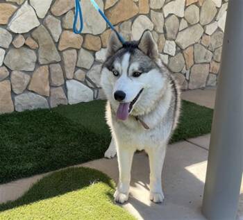 Rescue Alaskan Malamute Dogs for Adoption in Sacramento, California - WHISKEY | PetCurious