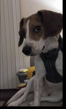 Ferris- best boy seeking person to love. -  Beagle Dog for Adoption in Conway, South Carolina - Ferris- Best Boy Seeking Person To Love. | PetCurious