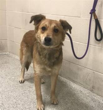 Border Collie and Mixed Breed Dogs Available for Adoption in Conroe, Texas - A426996 | PetCurious