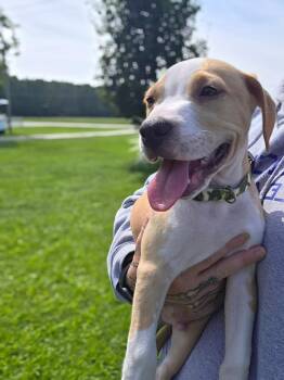 Tater Tot -  Staffordshire Bull Terrier and American Staffordshire Terrier Dog for Adoption in Holly Springs, North Carolina - Tater Tot | PetCurious