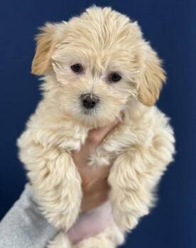 Shih Tzu and Bichon Frise Dogs Available for Adoption - Maggie | PetCurious