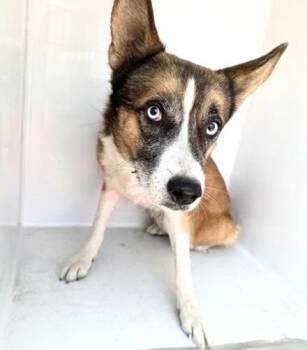 A661179 -  Alaskan Malamute and Mixed Breed Dog for Adoption in Houston, Texas - A661179 | PetCurious