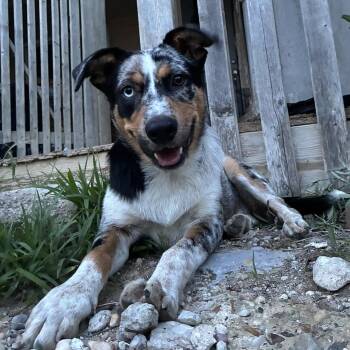 Catahoula Leopard Dog Dogs Available for Adoption in Houston, Texas - Remi | PetCurious