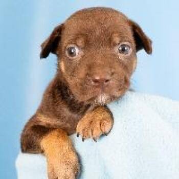Simone -  Shepherd and Mixed Breed Dog for Adoption in Minneapolis, Minnesota - Simone | PetCurious