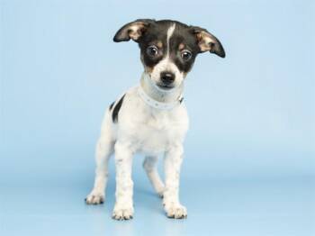 CUDDLE BUG -  Chihuahua Dog for Adoption in Phoenix, Arizona - CUDDLE BUG | PetCurious