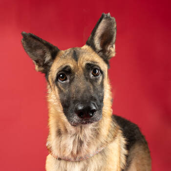 Rescue German Shepherd Dog and Mixed Breed Dogs for Adoption in Atlanta, Georgia - JUMANJI | PetCurious