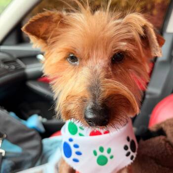 Yorkshire Terrier Dogs Available for Adoption - NUGGET (out Of Town) | PetCurious