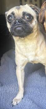 Jessica -  Mixed Breed Dog for Adoption in West Chester, Pennsylvania - Jessica | PetCurious