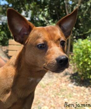 Chihuahua Dogs Available for Adoption in Key Largo, Florida - Benjamin | PetCurious