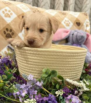 Goldendoodle and Wirehaired Terrier Dogs Available for Adoption in Wedgefield, South Carolina - Maisie | PetCurious