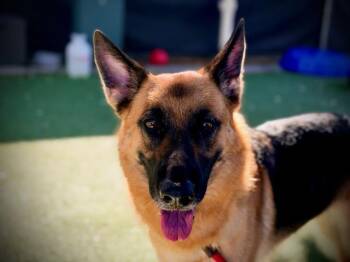 NOVA -  German Shepherd Dog Dog for Adoption in Orlando, Florida - NOVA | PetCurious