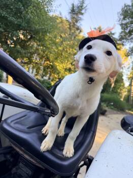 Chiquita -  German Shepherd Dog and Cattle Dog Dog for Adoption in Fennville, Michigan - Chiquita | PetCurious