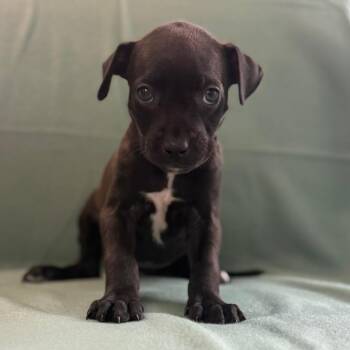 MJ -  Black Labrador Retriever and Mixed Breed Dog for Adoption in St. Peters, Missouri - MJ | PetCurious