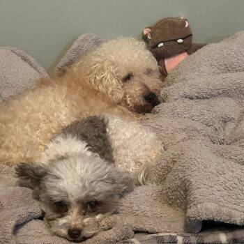 Poodle Dogs Available for Adoption in Chaska, Minnesota - Leonard | PetCurious