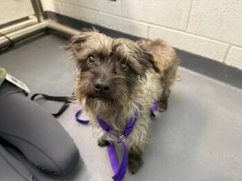 WOODY -  Shih Tzu and Mixed Breed Dog for Adoption in Antioch, California - WOODY | PetCurious
