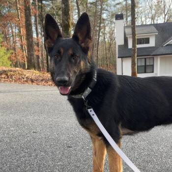 German Shepherd Dog Dogs Available for Adoption - Diva | PetCurious
