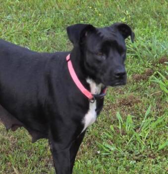 Black Labrador Retriever Dogs Available for Adoption in Houston, Texas - Lilley Kay | PetCurious