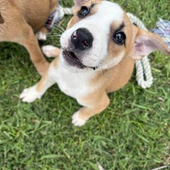 Rescue Shetland Sheepdog Sheltie Dogs for Adoption in Chelsea, Alabama - Pita Bread (280 Pups Litter) | PetCurious