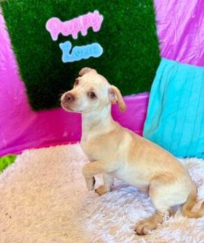 Cappuccino -  Chihuahua and Mixed Breed Dog for Adoption in Visalia, California - Cappuccino | PetCurious